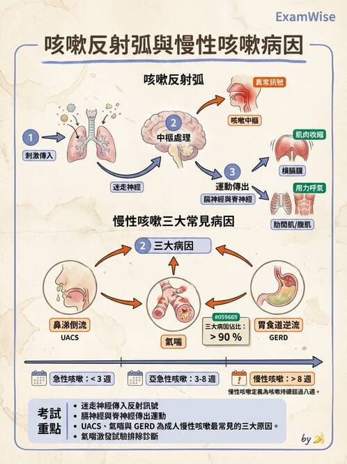 內專 - 肺功能檢查與支氣管擴張 - AI 圖文解析預覽