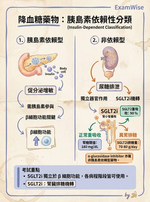 內專 - 口服降血糖藥物機轉與比較 - AI 圖文解析預覽