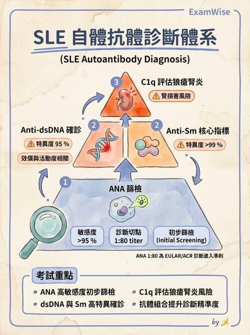 SLE - 全身性紅斑狼瘡 - AI 圖文解析預覽