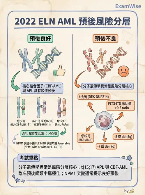 內專 - 白血病與骨髓增生不良 - AI 圖文解析預覽