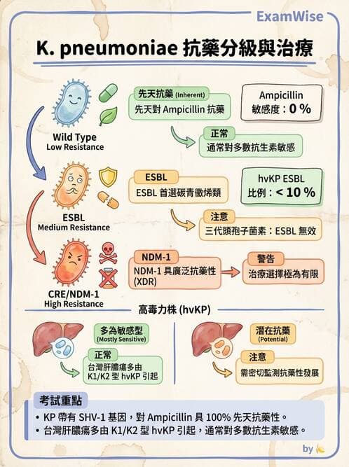 內專 - 革蘭氏陰性菌感染 - AI 圖文解析預覽