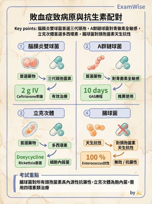 內專 - 抗生素機轉與藥理 - AI 圖文解析預覽