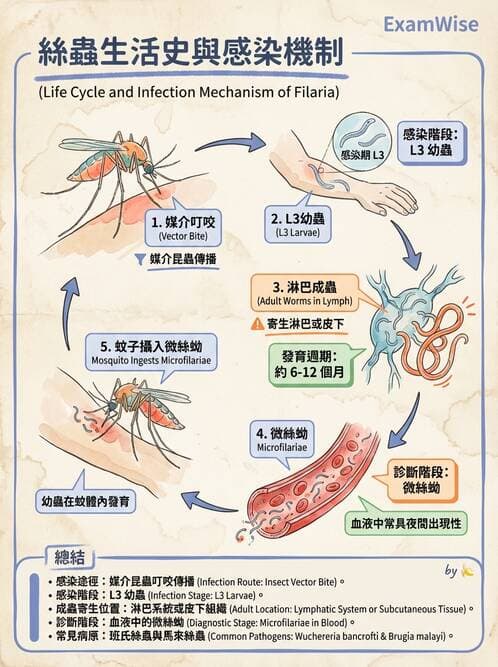 內專 - 蟲媒感染、性傳播感染與寄生蟲 - AI 圖文解析預覽
