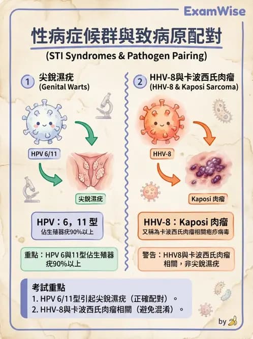 內專 - 蟲媒感染、性傳播感染與寄生蟲 - AI 圖文解析預覽