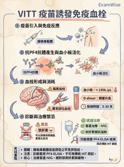 內專 - 免疫學基礎與特殊免疫反應 - AI 圖文解析預覽