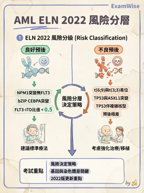 內專 - 白血病與骨髓增生不良 - AI 圖文解析預覽