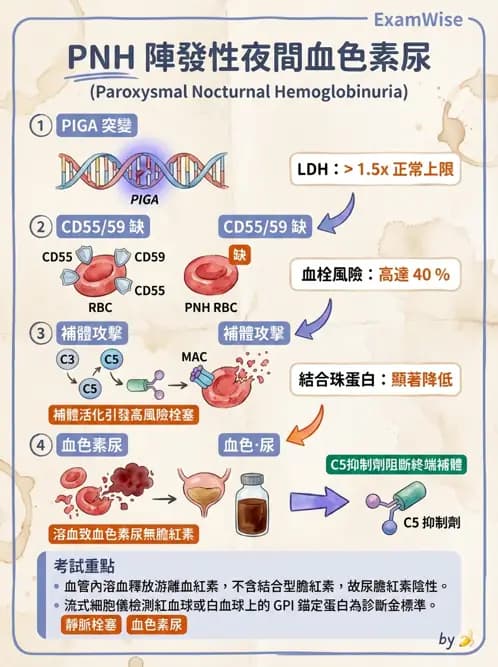 內專 - 紅血球增生症與PNH - AI 圖文解析預覽