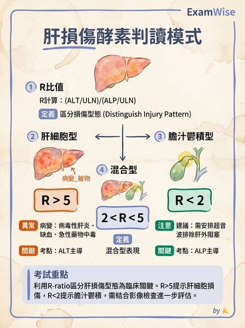 內專 - 急性肝炎、脂肪肝與其他肝病 - AI 圖文解析預覽