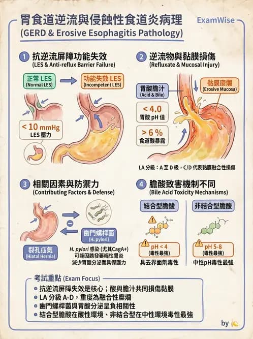 內專 - GERD、Barrett's食道與食道炎 - AI 圖文解析預覽