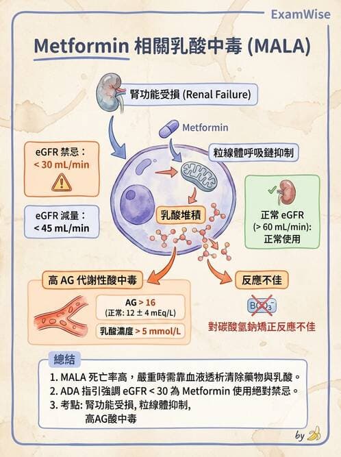 內專 - 酸鹼平衡異常 - AI 圖文解析預覽