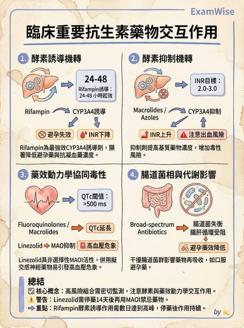 內專 - 抗生素機轉與藥理 - AI 圖文解析預覽