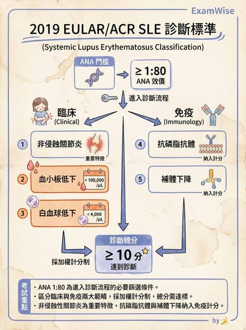 SLE - 全身性紅斑狼瘡 - AI 圖文解析預覽