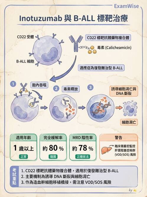 內專 - 白血病與骨髓增生不良 - AI 圖文解析預覽