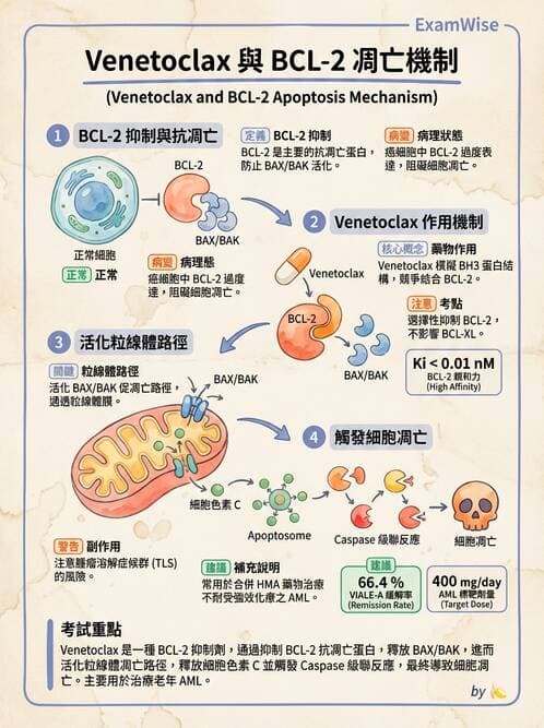 內專 - 白血病與骨髓增生不良 - AI 圖文解析預覽