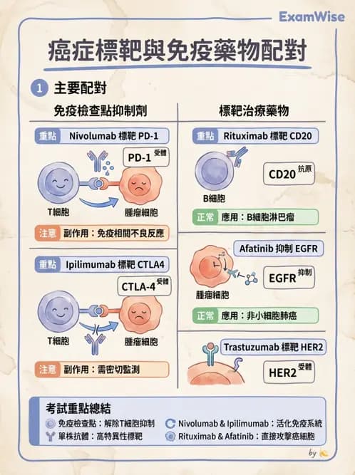 內專 - 免疫與標靶治療 - AI 圖文解析預覽