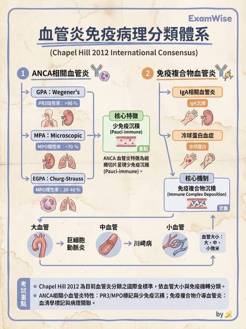 內專 - 血管炎 - AI 圖文解析預覽