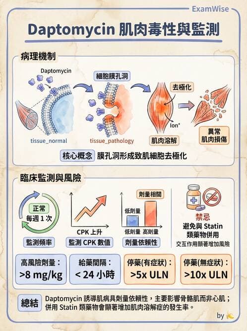 內專 - 腎間質疾病與其他 - AI 圖文解析預覽