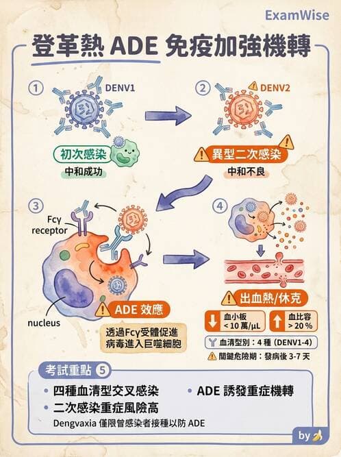 內專 - 蟲媒感染、性傳播感染與寄生蟲 - AI 圖文解析預覽