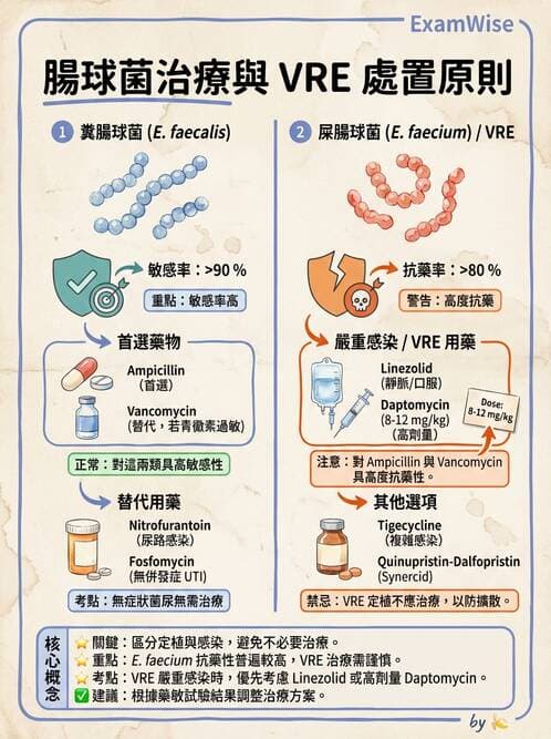 內專 - 革蘭氏陽性菌感染 - AI 圖文解析預覽