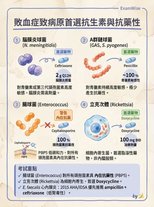 內專 - 抗生素機轉與藥理 - AI 圖文解析預覽