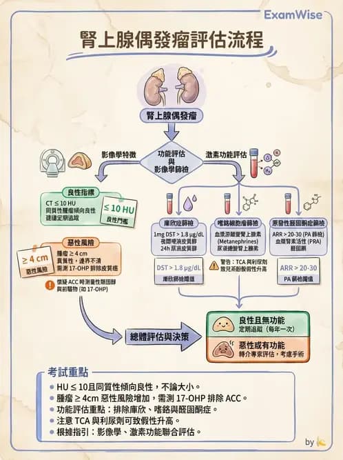 內專 - 腎上腺皮質疾病 - AI 圖文解析預覽