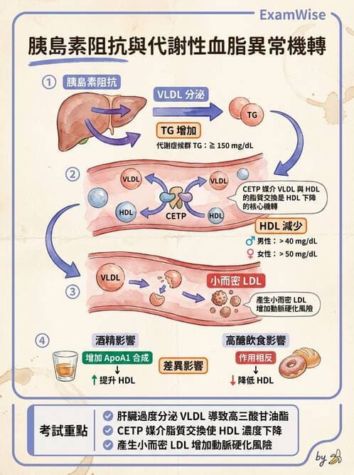 內專 - 糖尿病心血管保護與血脂異常 - AI 圖文解析預覽
