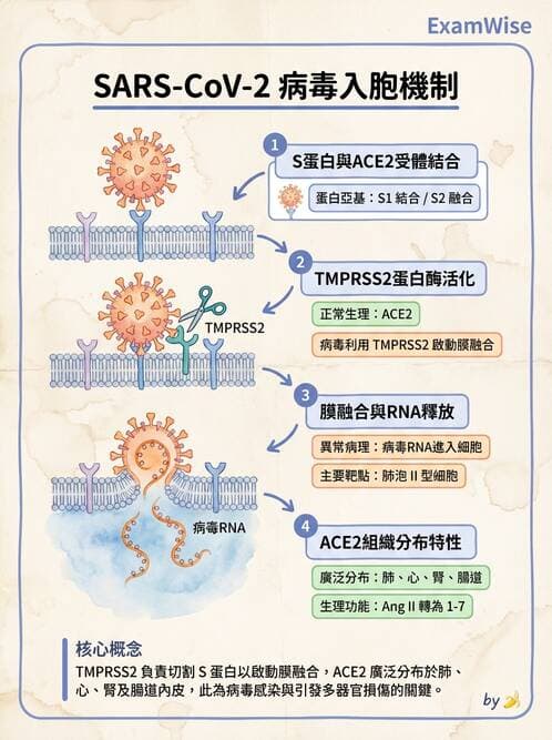 內專 - 免疫學基礎與特殊免疫反應 - AI 圖文解析預覽