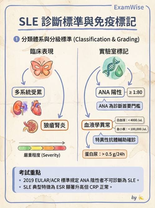 SLE - 全身性紅斑狼瘡 - AI 圖文解析預覽