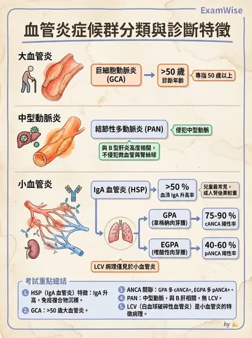 內專 - 血管炎 - AI 圖文解析預覽