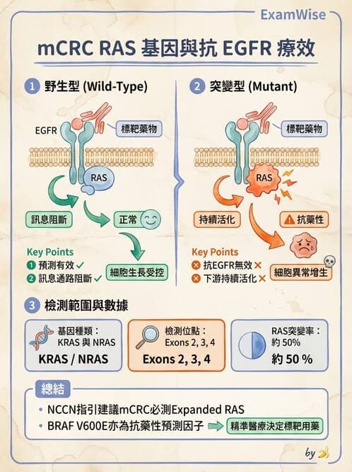 內專 - 免疫與標靶治療 - AI 圖文解析預覽