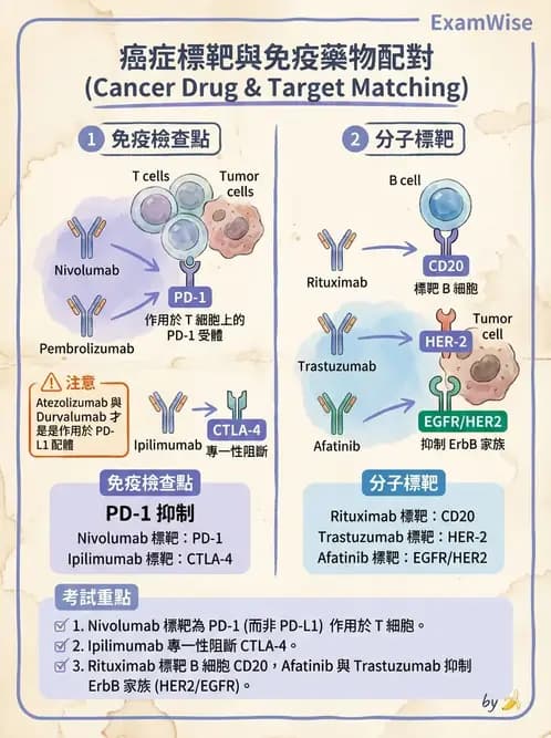 內專 - 免疫與標靶治療 - AI 圖文解析預覽
