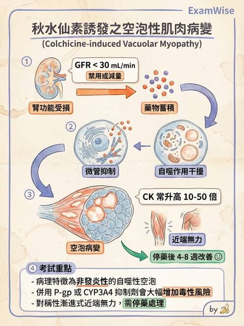 內專 - 神經肌肉接合與周邊神經疾病 - AI 圖文解析預覽