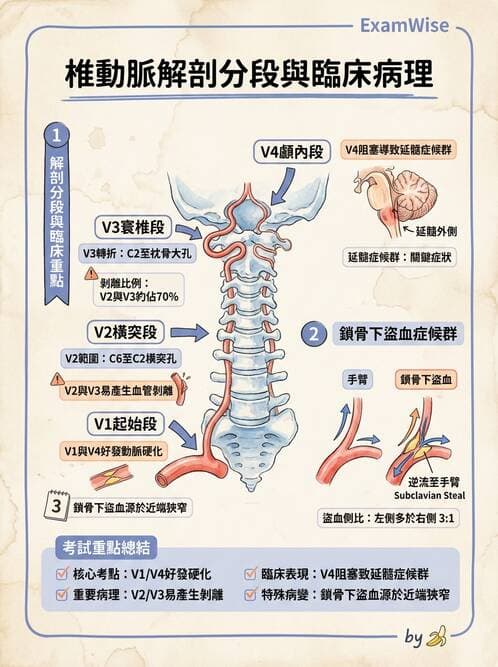 內專 - 主動脈與周邊血管疾病 - AI 圖文解析預覽