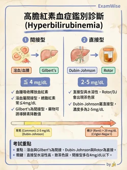 內專 - 膽汁滯留性肝病與黃疸鑑別 - AI 圖文解析預覽