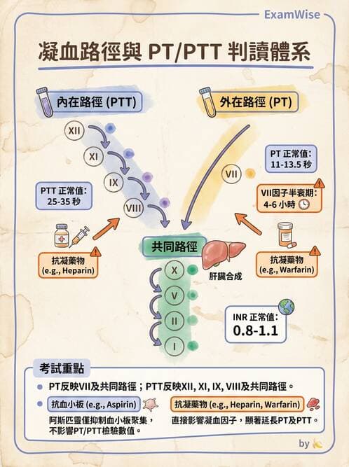 內專 - 凝血與輸血 - AI 圖文解析預覽