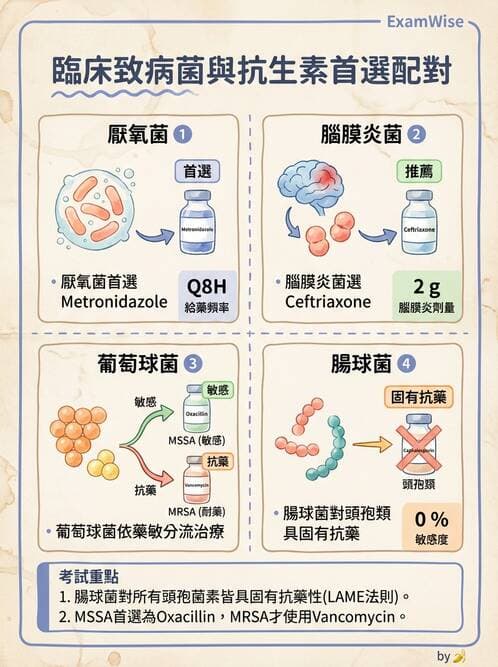 內專 - 感染總論與敗血症 - AI 圖文解析預覽