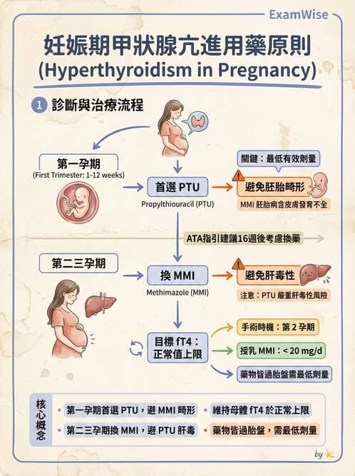 內專 - 甲狀腺疾病 - AI 圖文解析預覽