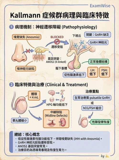 內專 - 腦垂體疾病 - AI 圖文解析預覽