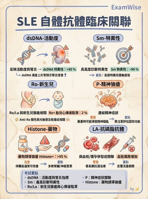 SLE - 全身性紅斑狼瘡 - AI 圖文解析預覽