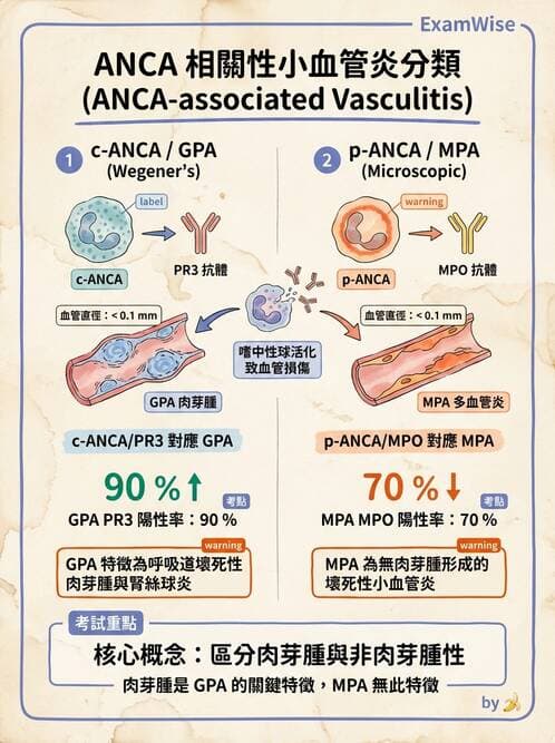 內專 - 血管炎 - AI 圖文解析預覽