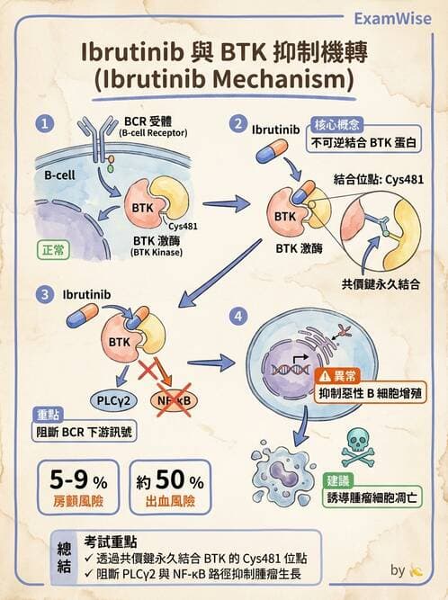 內專 - 白血病與骨髓增生不良 - AI 圖文解析預覽