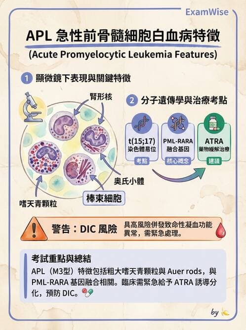 內專 - 白血病與骨髓增生不良 - AI 圖文解析預覽