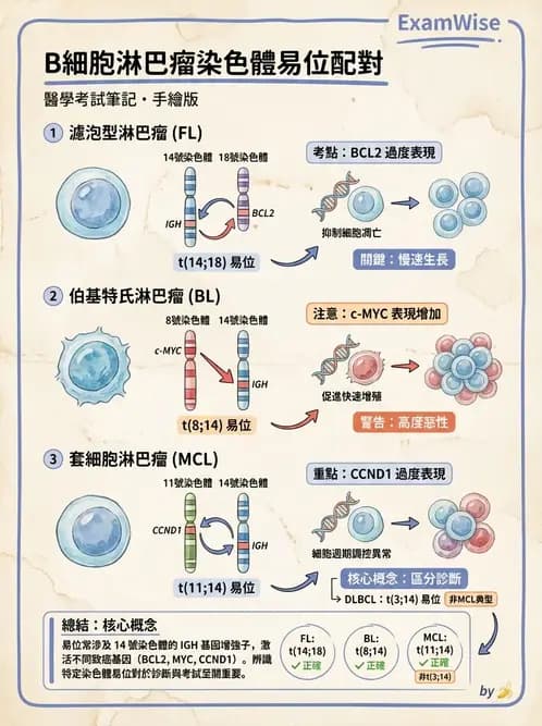 內專 - 淋巴瘤與多發性骨髓瘤 - AI 圖文解析預覽