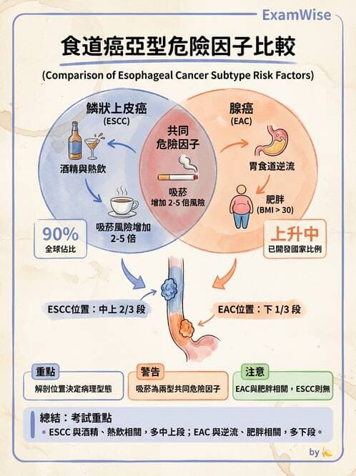 內專 - 消化系統腫瘤 - AI 圖文解析預覽