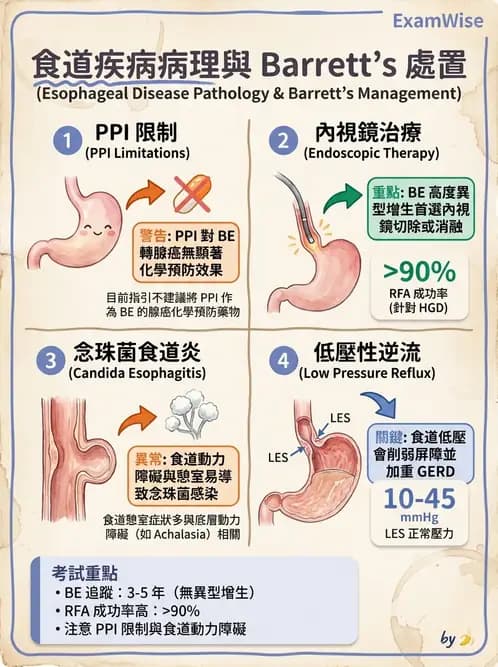 內專 - 食道運動障礙與吞嚥困難 - AI 圖文解析預覽