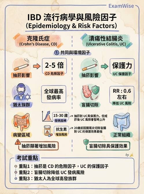 內專 - 發炎性腸道疾病 - AI 圖文解析預覽