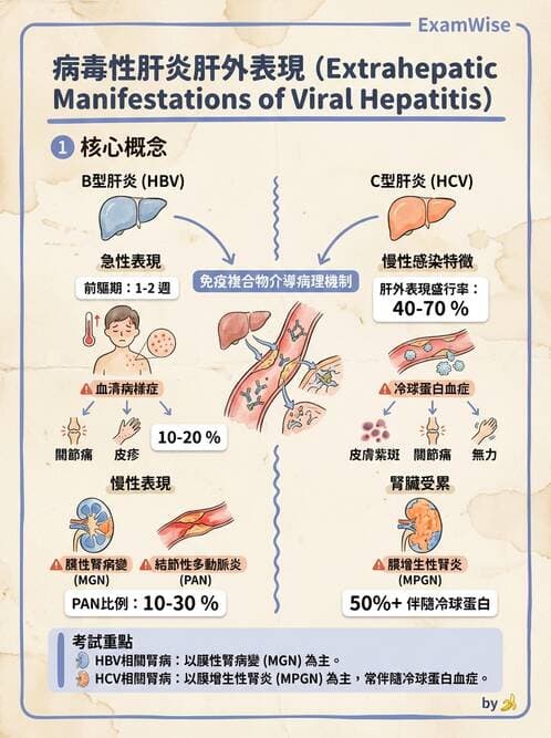 內專 - B型肝炎 - AI 圖文解析預覽