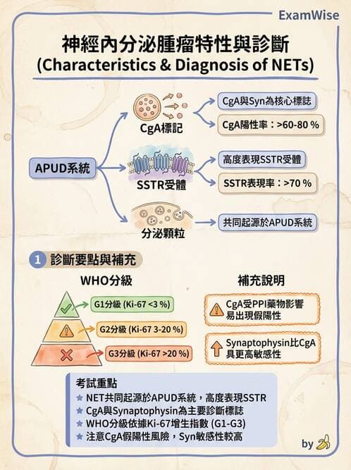 內專 - 腦垂體疾病 - AI 圖文解析預覽