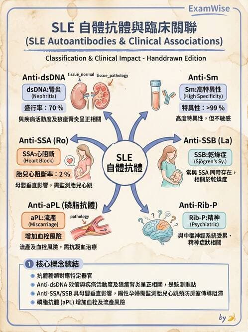 SLE - 全身性紅斑狼瘡 - AI 圖文解析預覽