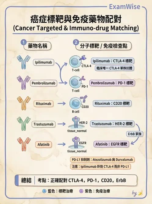內專 - 免疫與標靶治療 - AI 圖文解析預覽